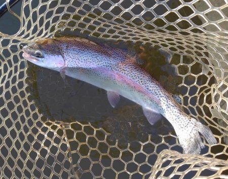 大安トラウトレイク釣果